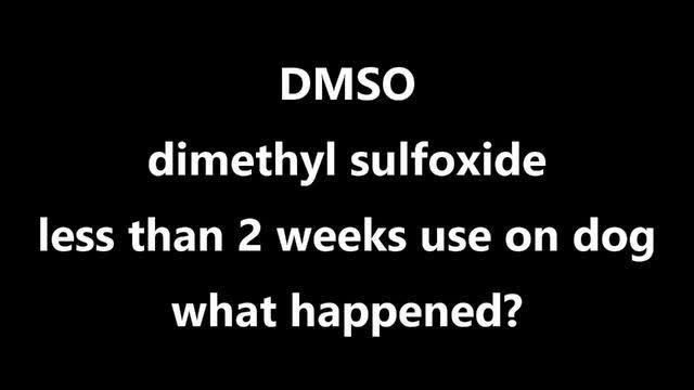 DMSO dimethyl sulfoxide less than 2 weeks use on dog what happened?