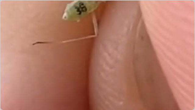 BILL GATES IS AT IT AGAIN, STRANGE BUGS WITH NUMBERS STAMPED ON THEM, WHERE IS THE RAID ?