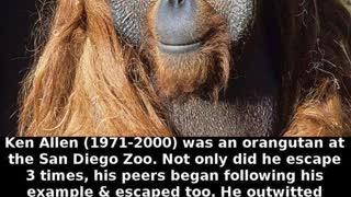 ORANGUTAN EJECTS UNWANTED GUEST ? SO WHY DON'T WE THE PEOPLE?!?