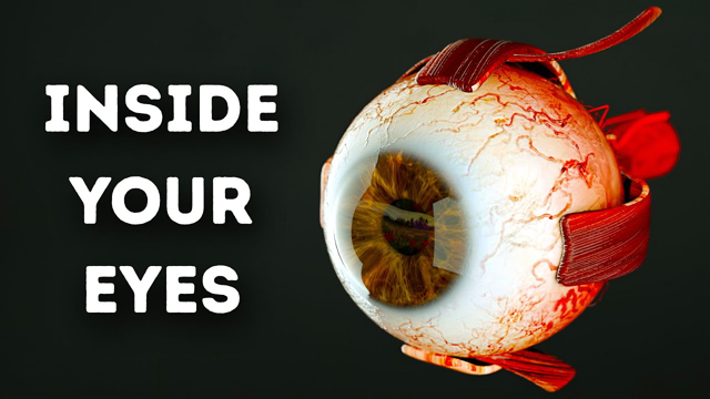 What Happens Inside Your Eyes - 3D Animation