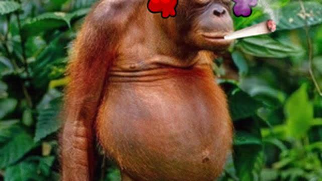 I TOLD YOU NOT TO BE STUPID, YOU MORONðŸ¤¬ðŸ¤¯ðŸ¥ŠEPISODE E I E I O