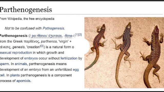 PARTHENOGENESIS MICHELLE 2