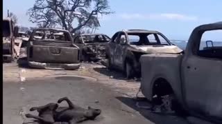 How does a dog char like that? There is no way… Were Direct Energy Weapons used? Every citizen rep