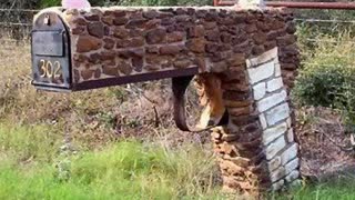 VfB Exposes The Hampden Pooper ðŸ’©