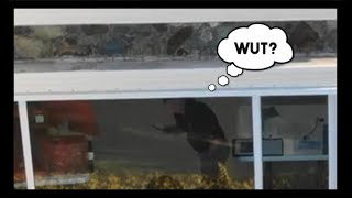 Drone Spies On Epstein Island DURING FBI Raid