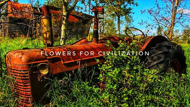 Flowers for civilization, South Africa is America plus 20 years