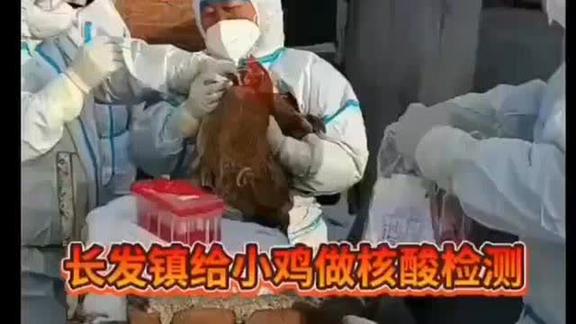 China's PCR test for chickens and fish.