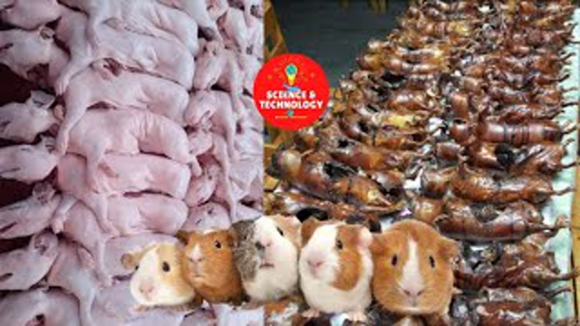 INCREDIBLE GUINEA PIG FARMING-GUINEA PIGS ARE SO CUTE WHY DO PEOPLE EAT THEM?-AMAZING LIVESTOCK FARM
