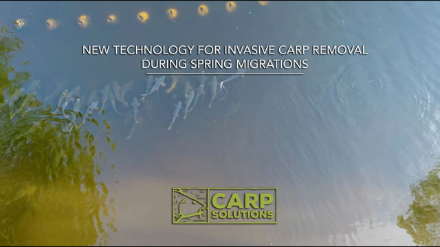 New technology for Invasive Carp removal during spring migrations