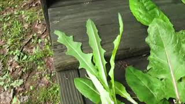 How to ID Wild Lettuce