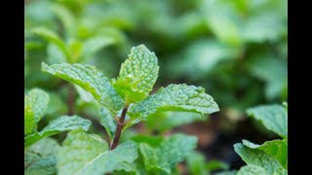 5 Plants That Are Often Mistaken for Marijuana