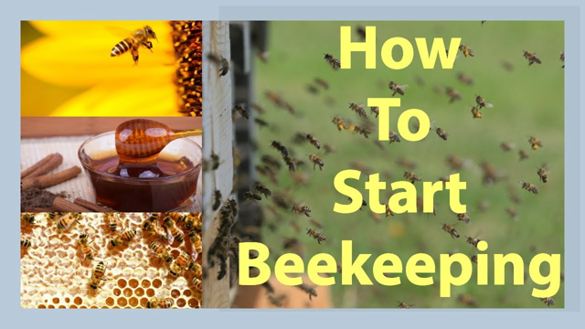 Beekeeping How To Start Beekeeping In 2021