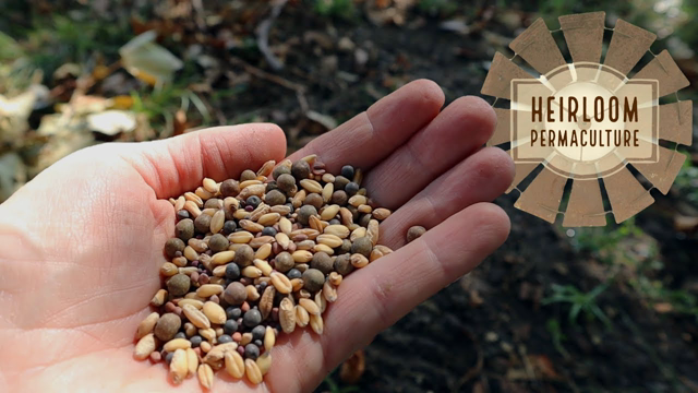 Layer Hen Paddocks and Growing Your Own Chicken Feed