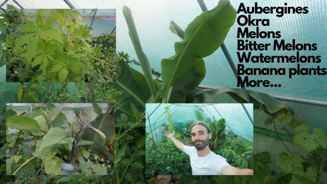 How I am growing Exotic tropical and Subtropical food in a cold climate (UK)