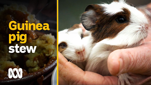 Eating guinea pigs: the â€˜more ethical and sustainable meatâ€™ | Food & Recipes | ABC Australia