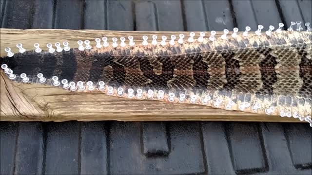 How to Skin a Rattlesnake