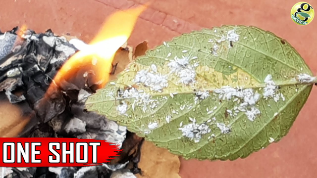 Best Pest Control Method + 6 Ways to Eliminate Aphids MealyBugs with Organic Pesticides