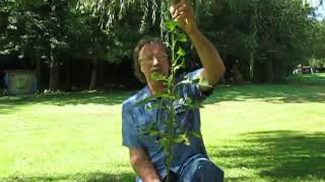 USEING WILD LETTUCE FOR PAIN