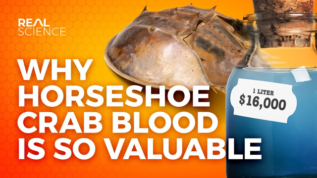 Why Horseshoe Crab Blood Is So Valuable