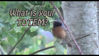 HOW to find your TOTEM animal?
