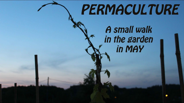 PERMACULTURE - A small walk in the garden in May