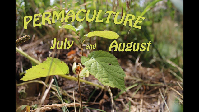 PERMACULTURE - July and August - Never harvest everything