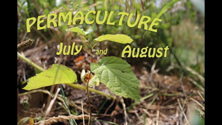 PERMACULTURE - July and August - Never harvest everything