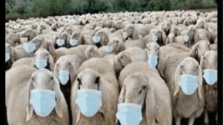 Silly Shit Sheeple Say....