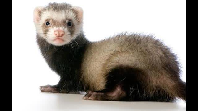 Ferrets