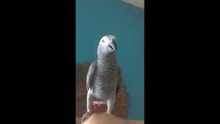 African grey bird says 'what up nigger'. link in description since the owner has denied playback on other websites :)