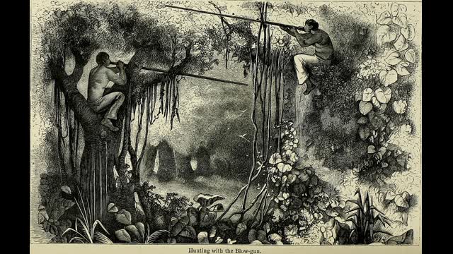 stream i did talking about the sheer improbability of tribes making ayahuasca and curare poison darts+ connection to plants, plant sentience/stimuli