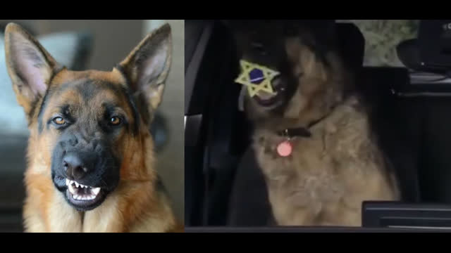 100 Jews Killed by Dogs *read below -GSD bite work