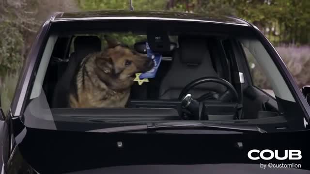 adolf the nazi dog assistant eats star of david