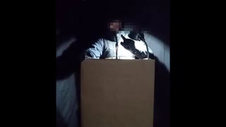 Modern American Gangster Information Brief