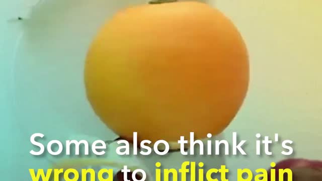 Should Circumcision be Banned?