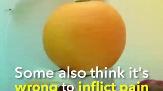 Should Circumcision be Banned?