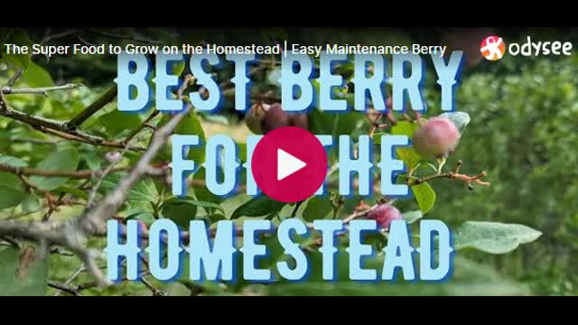 the super food to grow on the homestead