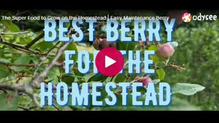 the super food to grow on the homestead