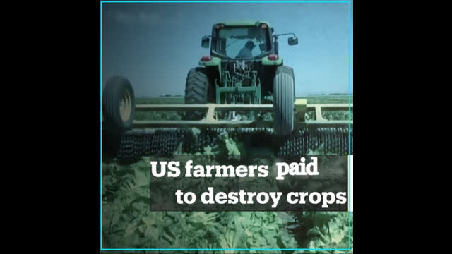 Government Paying US Farmers to Destroy Crops