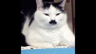 AUSTIN'S CANCEROUS JEWISH MAYOR STEVE ADLER SLOWING KILLING TEXAS