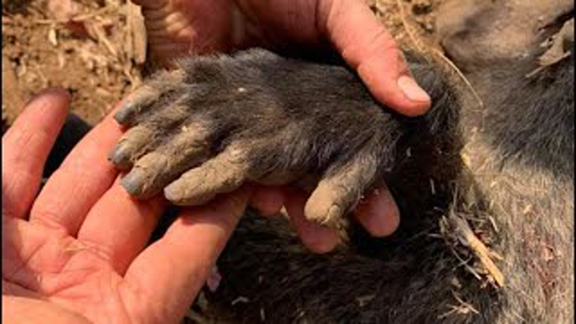 DANGEROUS BABOON HUNT!!