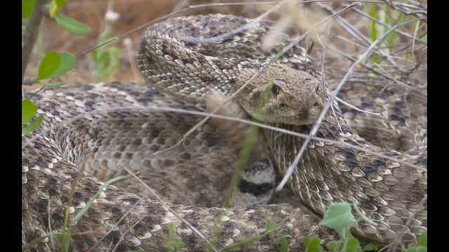 Rattling Jew gets a blowgun dart after bank run