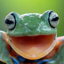 TotalKermitDomination