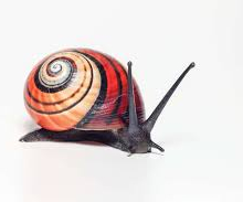 Snailracer