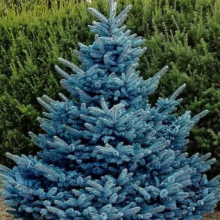 bluespruce